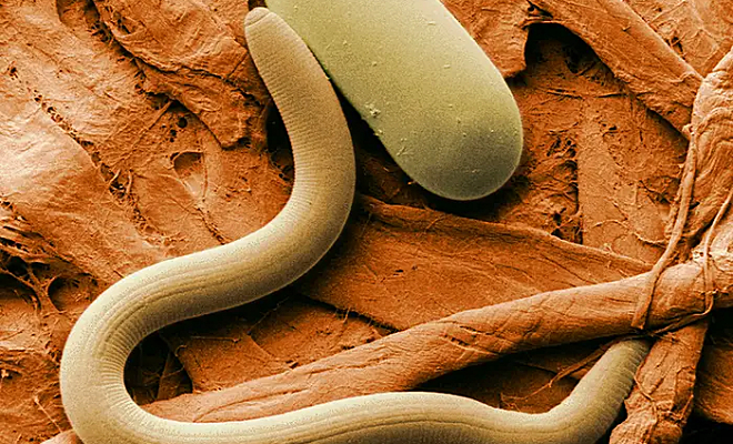 Червь возрастом 46 000 лет ожил в лаборатории после разморозки вечной мерзлоты — видео Червь возрастом 46 000 лет ожил в лаборатории после разморозки вечной мерзлоты — видео после, червя, экстремальных, глубине, около, нематод, доказательством, вечной, некоторые, Panagrolaimus, многоклеточные, организмы, способны, многоклеточных, животных, сибирской, проложила, дальнейшим, исследованиямНематоды, «естественного