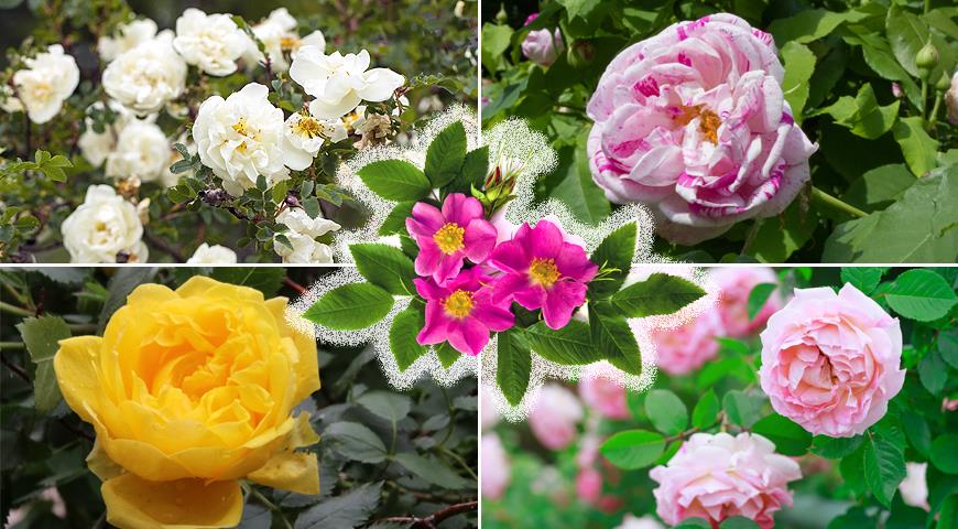 Все садовые шиповники: учимся разбираться в старинных парковых розах