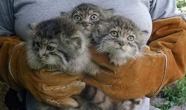 http://www.mainecoonua.com/img_legenda/manul26_l.jpg