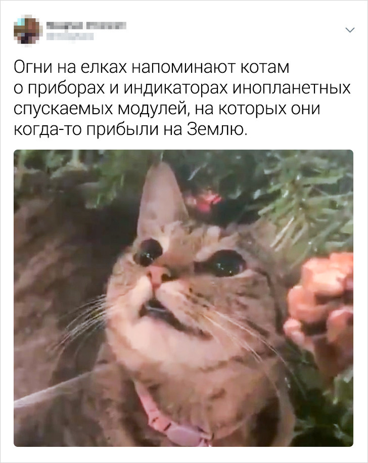 Котики не могут пройти мимо ёлки!