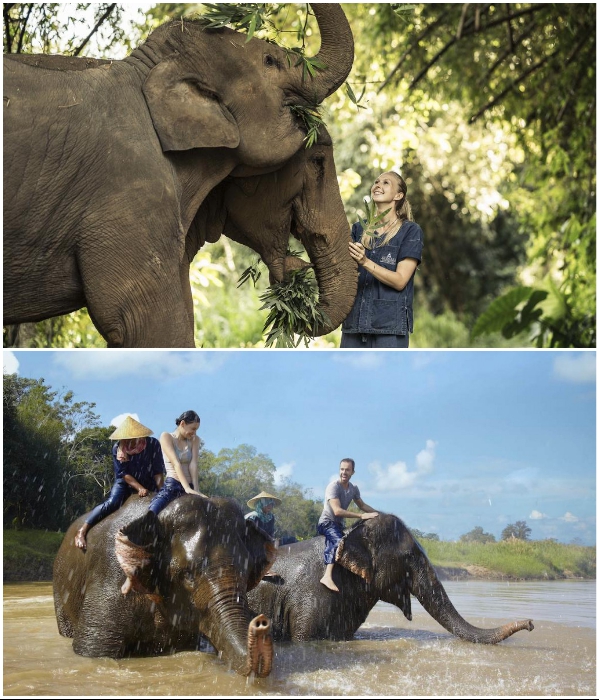 В присутствии сотрудников заповедника можно устроить обнимашки со слонами и вместе с ними искупаться в реке («Anantara Golden Triangle Elephant Camp & Resort», Таиланд). | Фото: booking.com/ greenglobe.com.