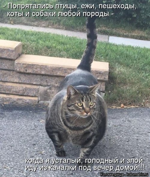Лучшая котоматрица недели  смешные картинки