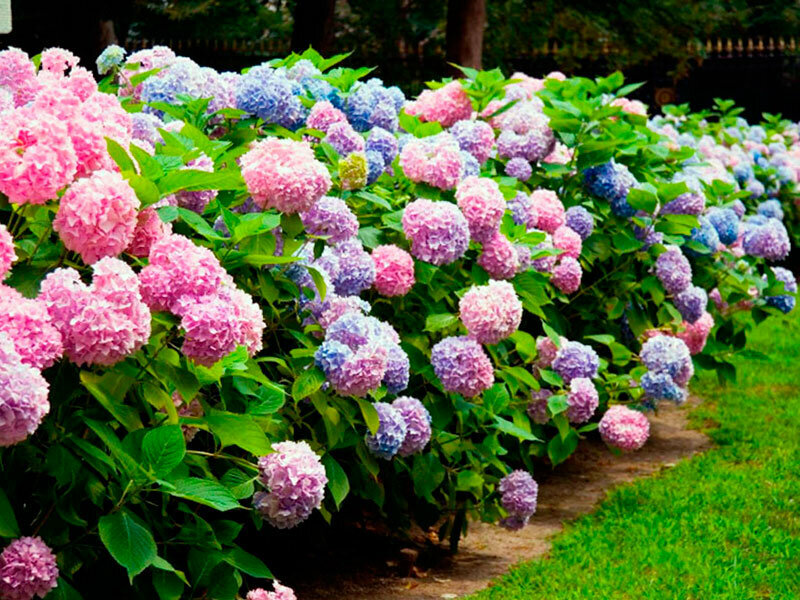 Кустарники — роскошная находка для декора сада и двора: 10 красивых идей кустарник, которые, очень, растение, украсят, цветочками, обладает, яркий, Такой, выбрать, слишком, точно, станет, только, чтобы, посадить, вашего, будет, можно, любоваться