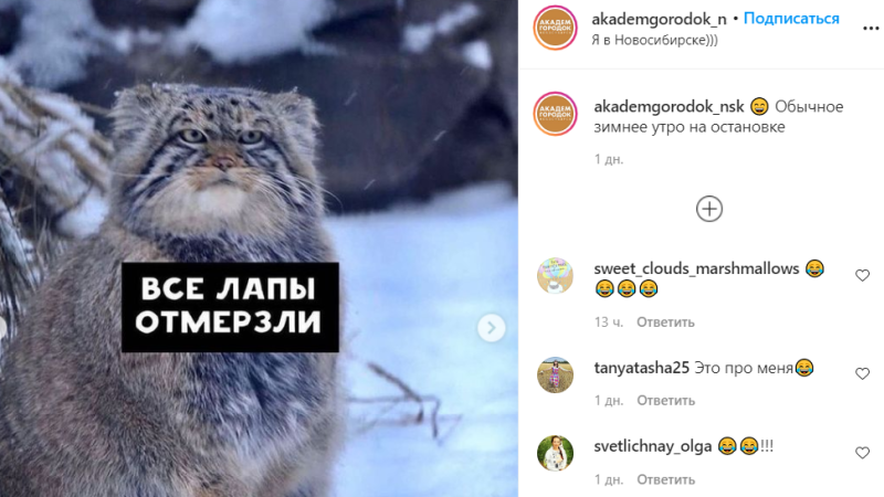 Недовольный манул стал героем мемов в Новосибирском зоопарке