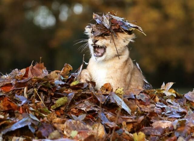 Забавные животные, которые хотели быть грозными, но не получилось
