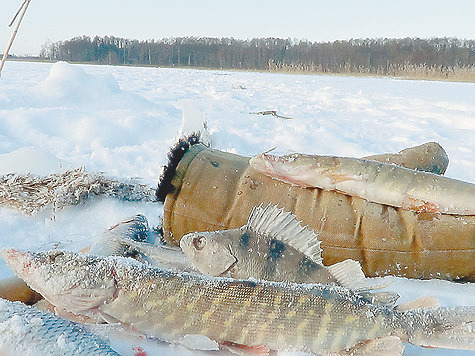 Фото: Владимир Супруненко.
