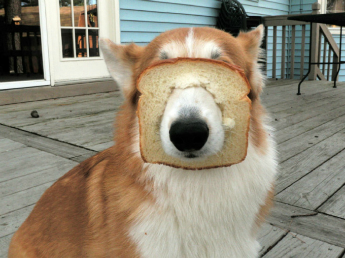 «И тут я вспомнил, что не люблю хлеб!» | Фото: tollebild.com.