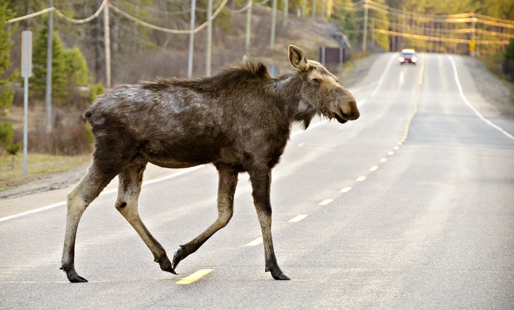 Во многих странах принято строить дорожные переходы для животных Во многих странах принято строить дорожные переходы для животных животные