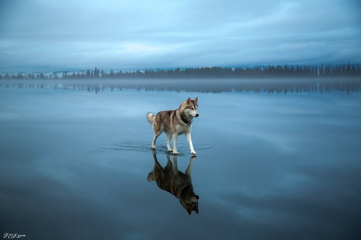 Сказочные хаски в фотографиях