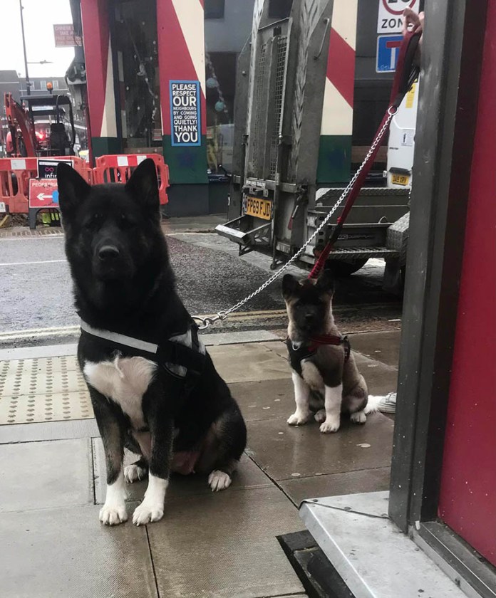 Без кота и жизнь не та