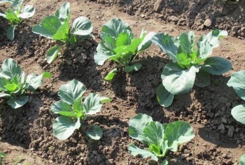 Дачники, ловите простой рецепт для защиты капусты от вредителей!