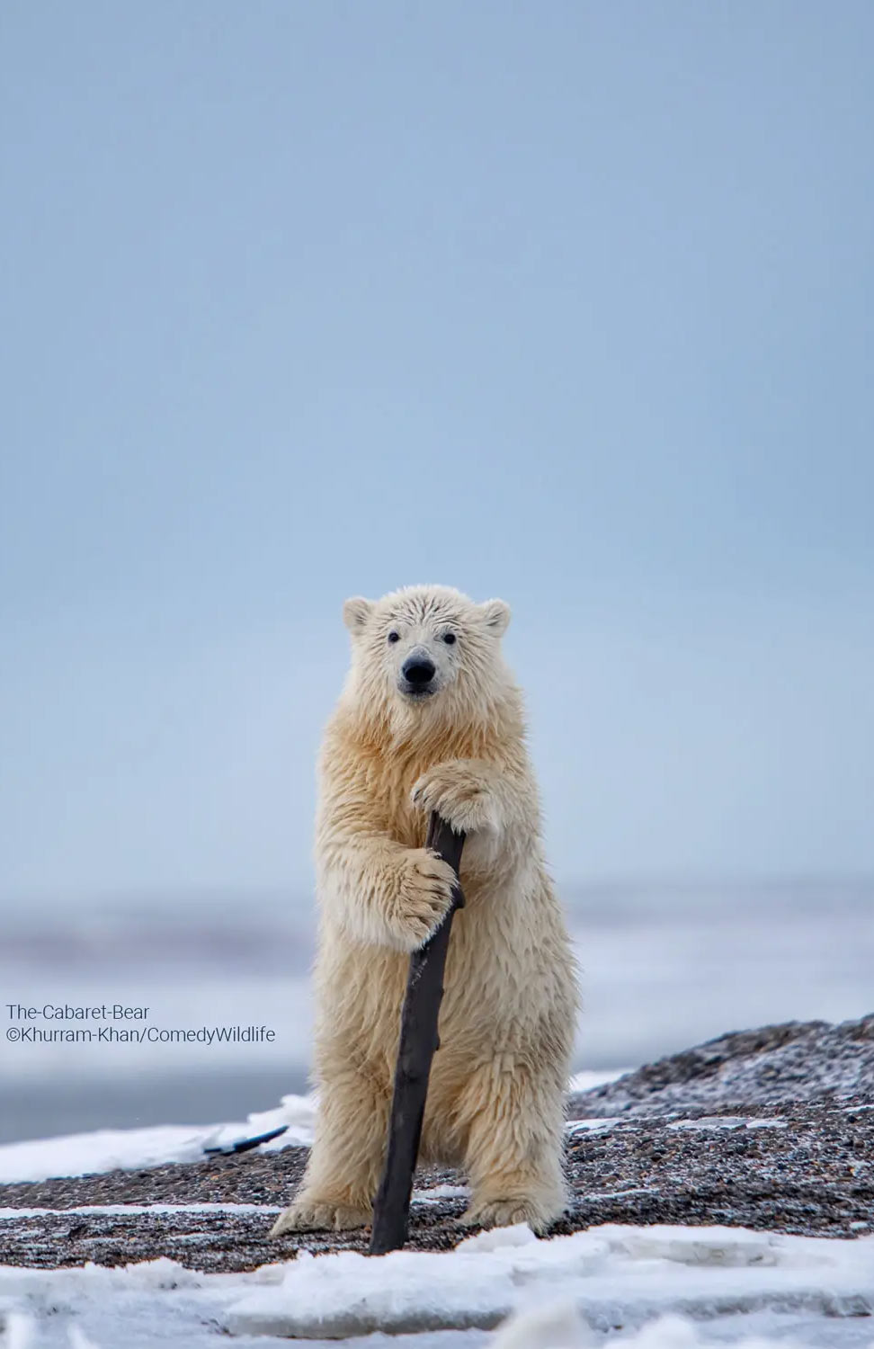 Конкурс Comedy Wildlife Photography Awards 2023