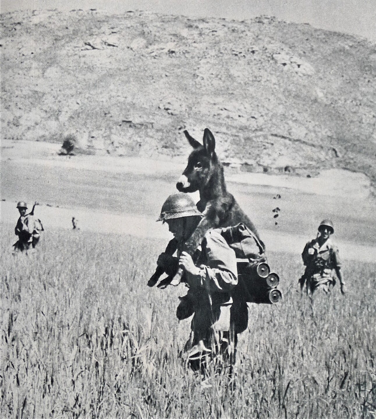 История фото: осел верхом на человеке