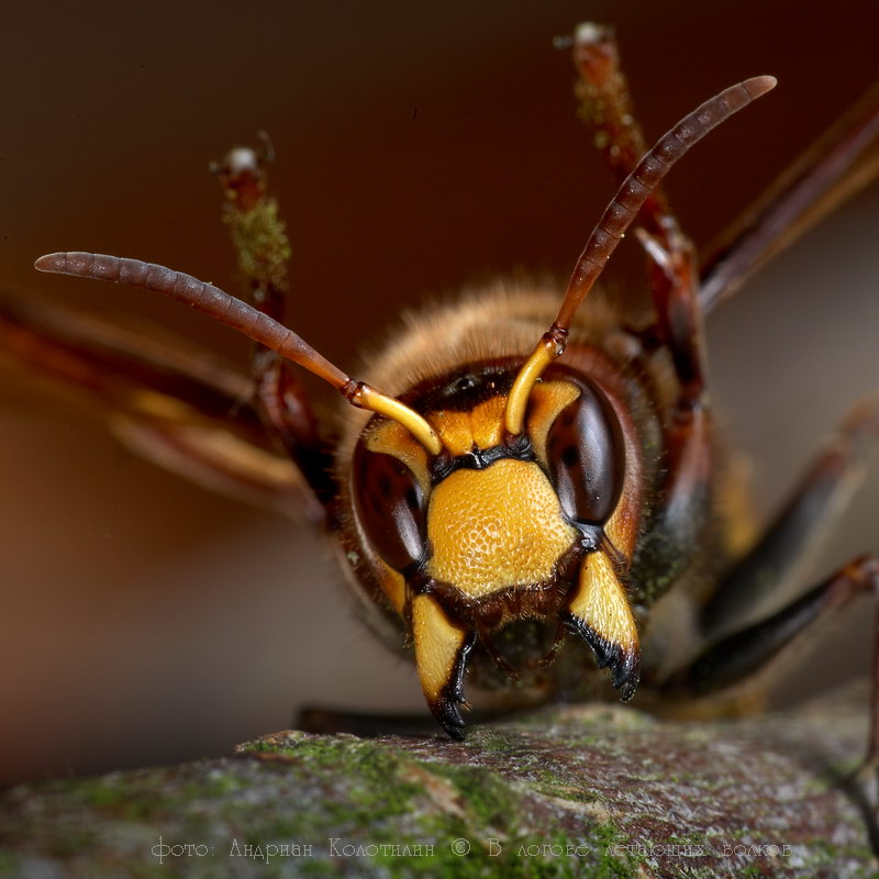 В логове летающих волков В логове летающих волков животные