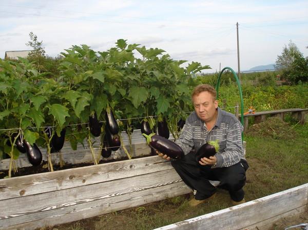 Удивительный огород Виктора Лядова