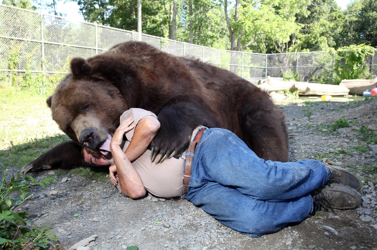 Феноменальная дружба человека и бурого медведя длиною 24 года удивляет и радует сердце Джимбо, Сьюзен, стали, одном, медведей, любит, только, существует, большого, неволе, оказался, животных, приюте, людям, Джима, Ковальчик, любил, живут, любовь, животным