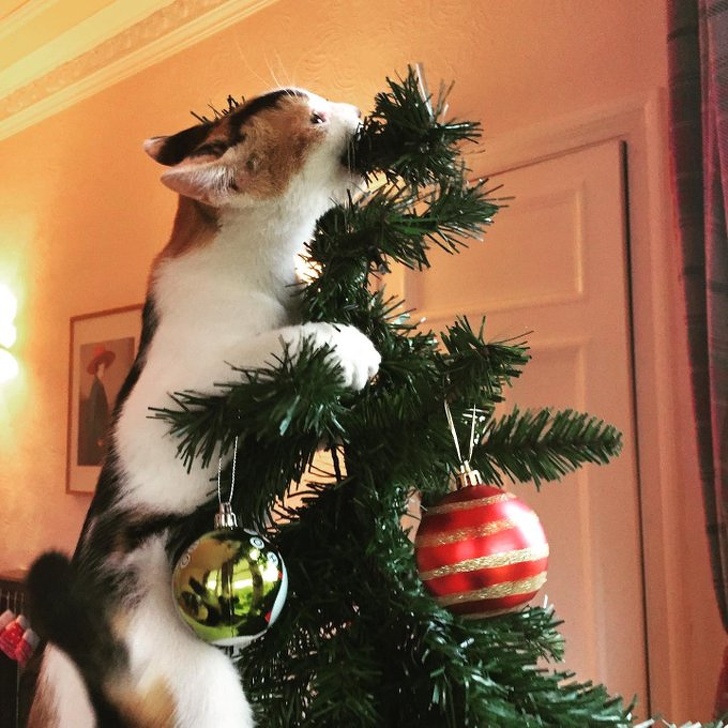 Котики не могут пройти мимо ёлки! Котики не могут пройти мимо ёлки!