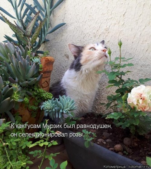 Лучшая котоматрица недели  смешные картинки