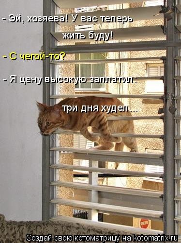 Лучшая котоматрица недели  смешные картинки