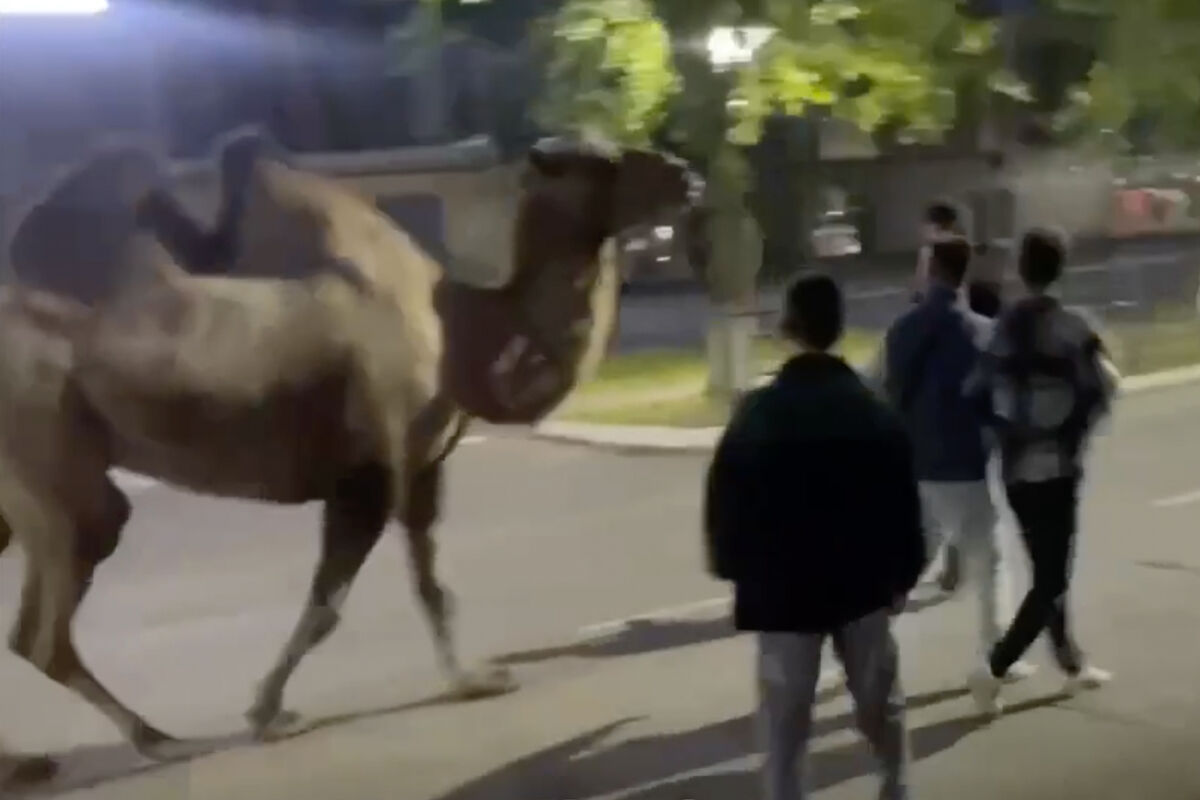 Baza: в Нефтекамске юноши украли верблюда из цирка и прогулялись по городу