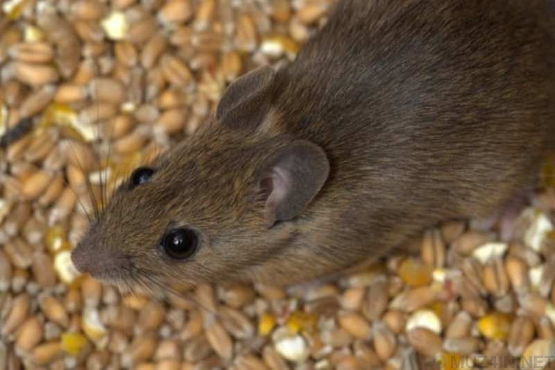 Безумные научные теории, которые раньше принимались за правду Безумные научные теории, которые раньше принимались за правду