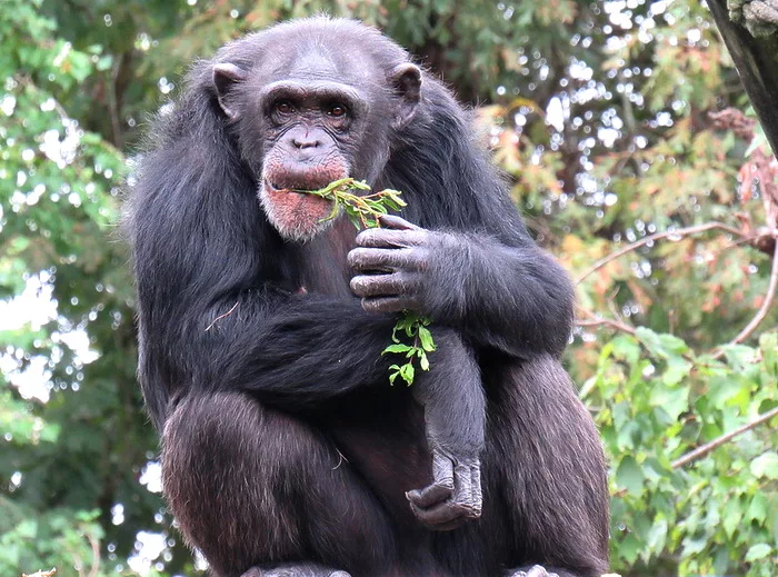 Шимпанзе доживают до менопаузы