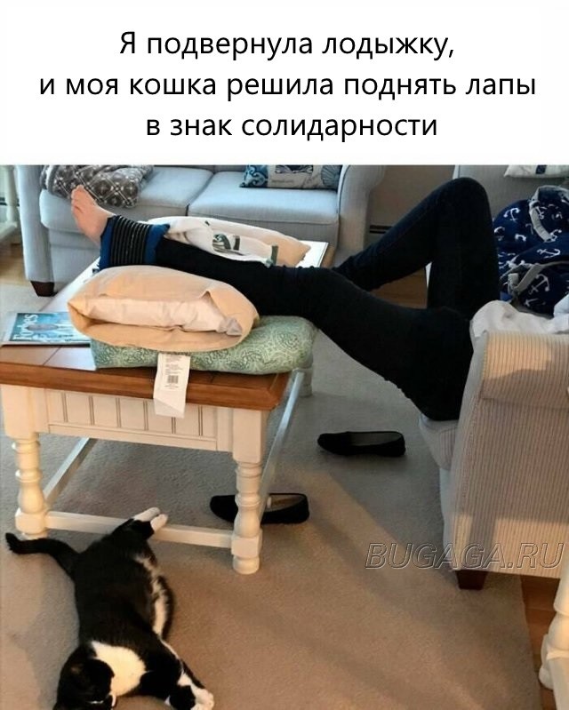 Прикольные КОТОмемы  