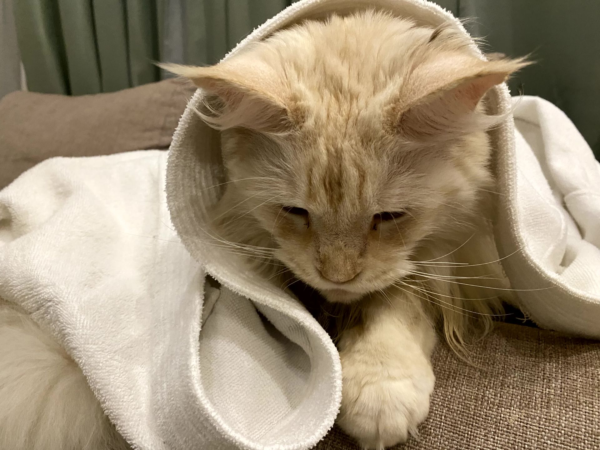 Ветеринар Сабитова перечислила самые опасные болезни для домашних животных