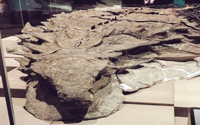 Динозавр вымерший 112 млн. лет назад