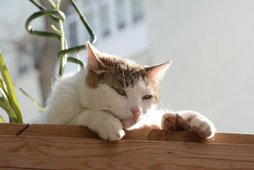 Стамбульский кот. Фото: YaseminS/pixabay.com 
