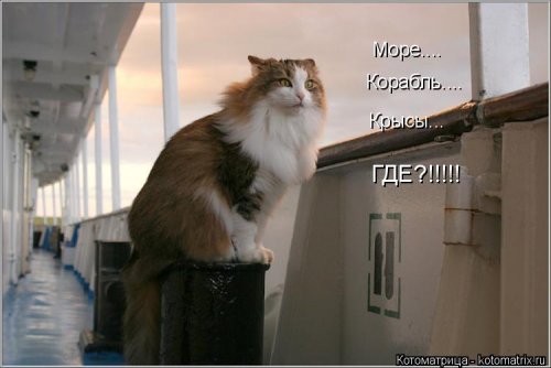 Лучшая котоматрица недели  смешные картинки