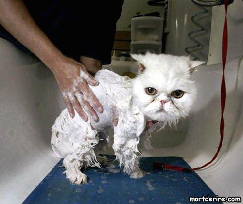 Влажные киски Влажные киски