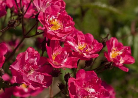 Мускусная роза: сорта, выращивание и уход дача,сад и огород,цветоводство