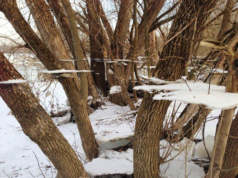 ice-and-snow-on-tree-after-flood-trippy-effect