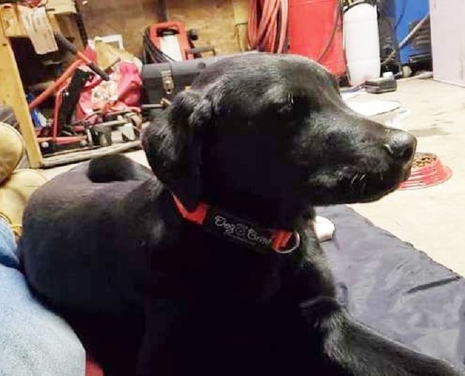 Щенок в доме