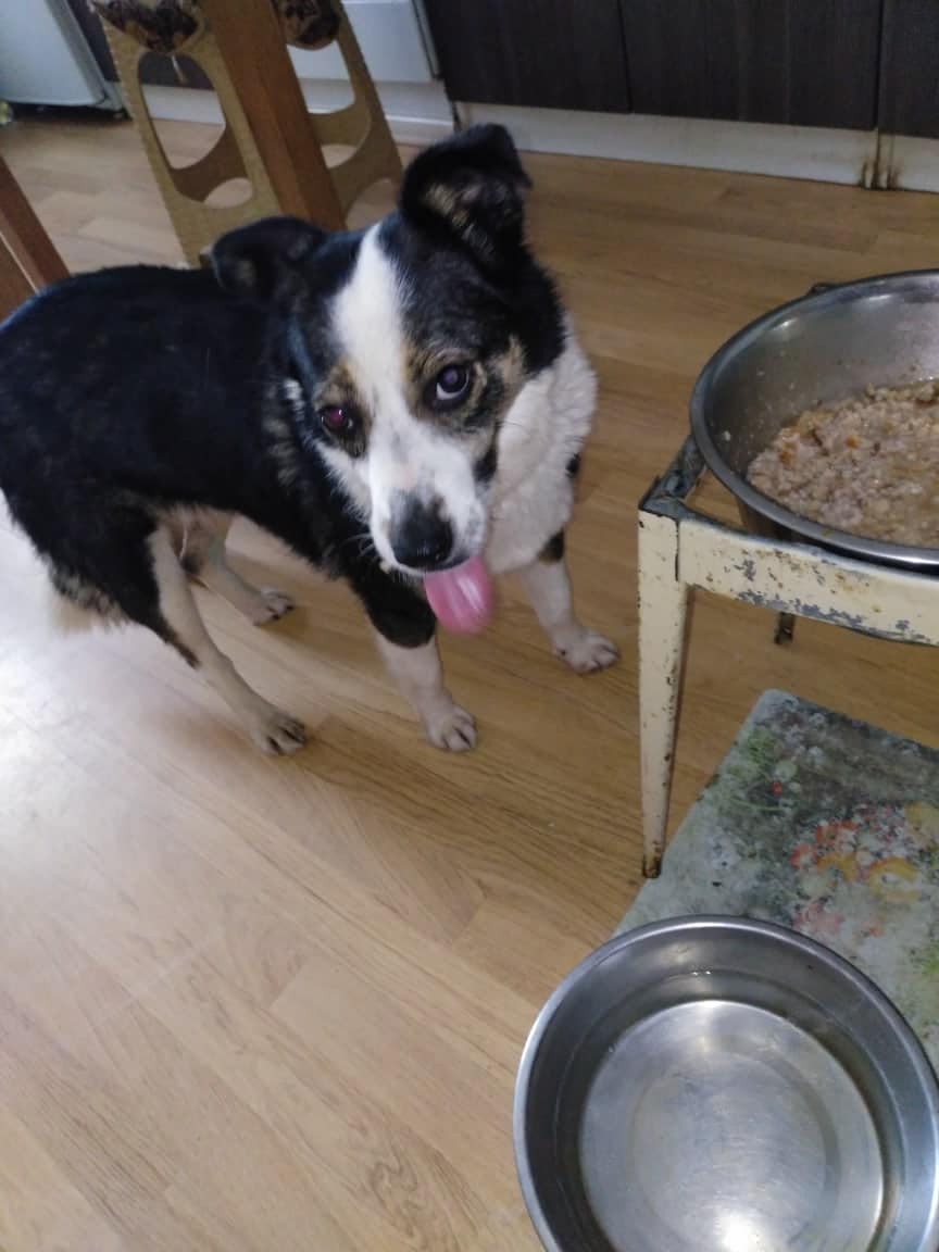 собака на кухне