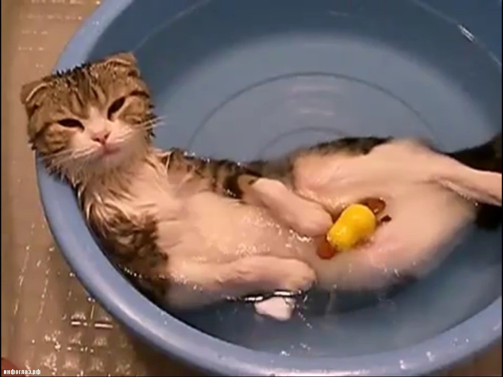 Влажные киски Влажные киски