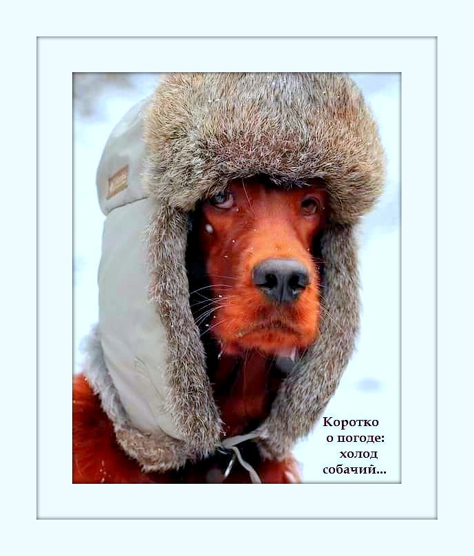 Жду приглашений на Новый Год! В гостях не вредничаю: ем, чем угощают... Пью, что наливают... Сплю, с кем положат... анекдоты