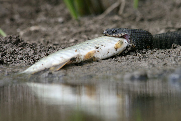Змеи, которые ловят рыбу