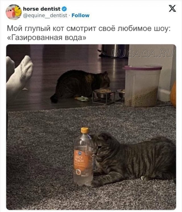 Прикольные КОТОмемы  