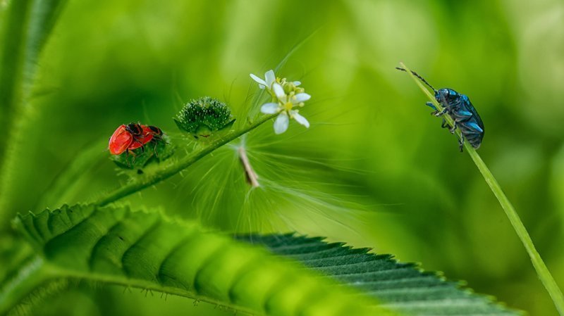 Красивые и веселые Букашки букашки, красивые, насекомые, природа