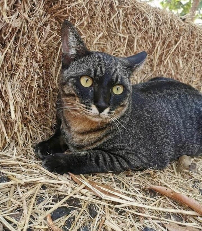 Без кота и жизнь не та