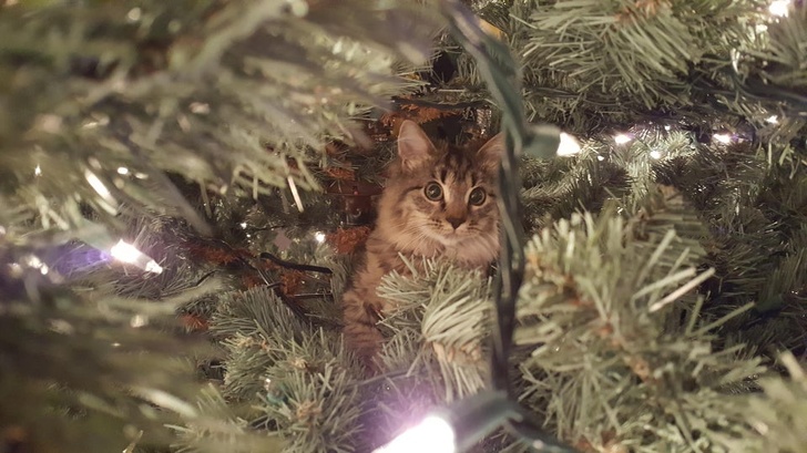 Котики не могут пройти мимо ёлки! Котики не могут пройти мимо ёлки!