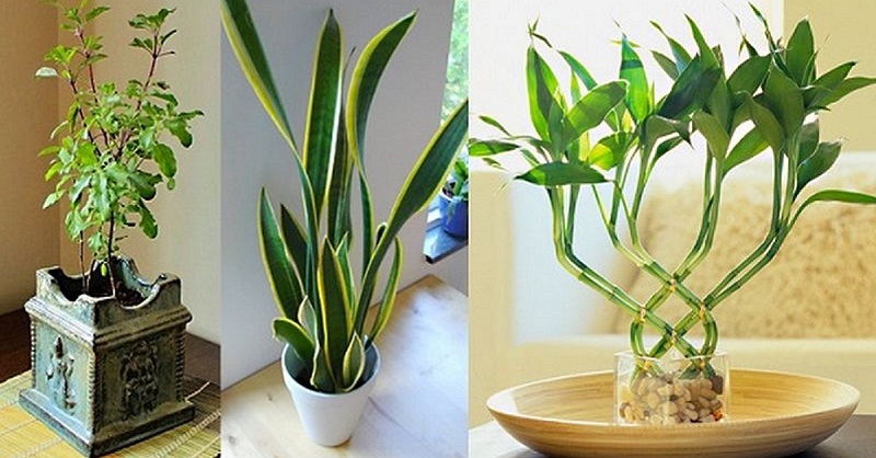 домашние растения с положительной энергетикой