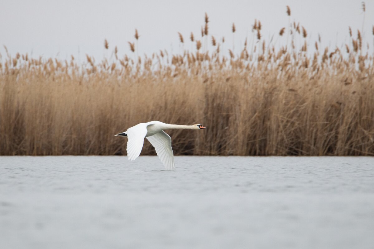 Лебедям трудно взлетать. Перед взлетом об бегут по воде быстро размахивая крыльями.