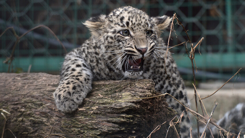 Леопард, который живет на Кавказе (ФОТО)