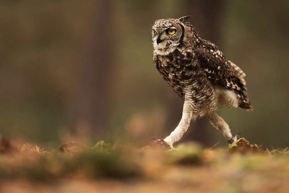 Анимашки, совы и совята прикольные картинки