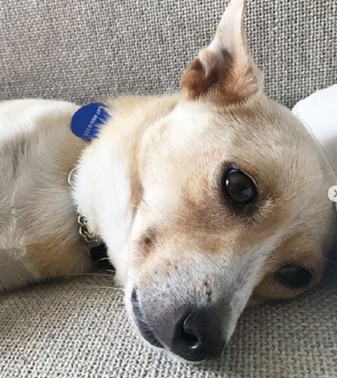 Собака устала