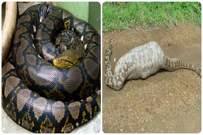 Что касается кишечника, то его стенки растягиваются до четырех раз. Чтобы впитать сахара и другие питательные вещества из пищи, попавшей в желудок.