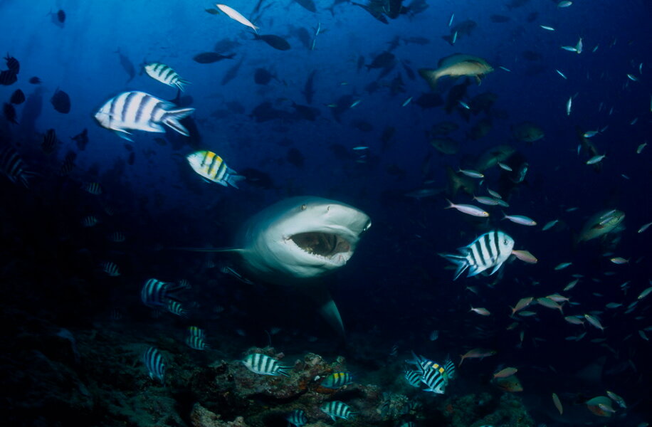 Молодая акула-бык. Фото Клаус Йост 